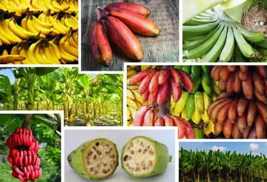Cultivo y Explotación del Plátano