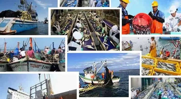 Importancia de la Industria Pesquera