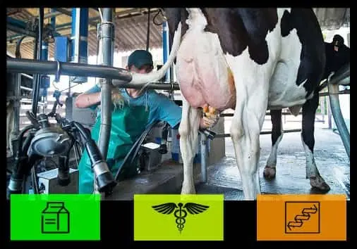 Importancia de la higiene al manipular la leche