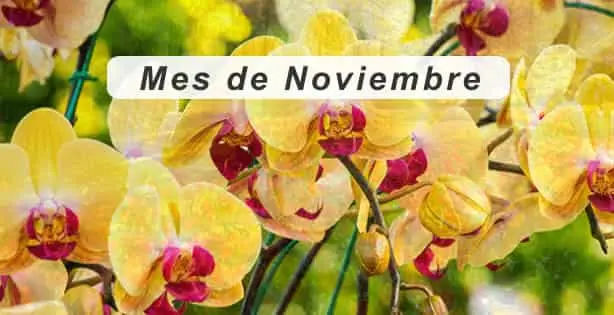 Mes de Noviembre